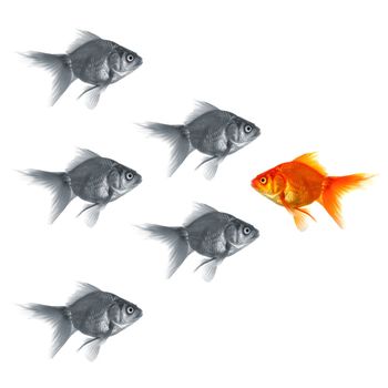 standing out of the crowd concept with individual successful goldfish