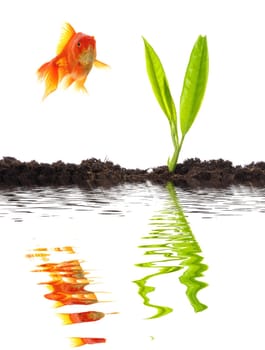 goldfish and young plant showing growth or nature concept
