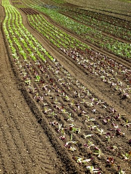 seedlings of salad