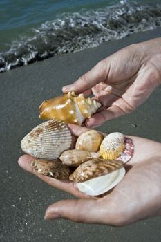 Shells on Hand - beach in Florida.