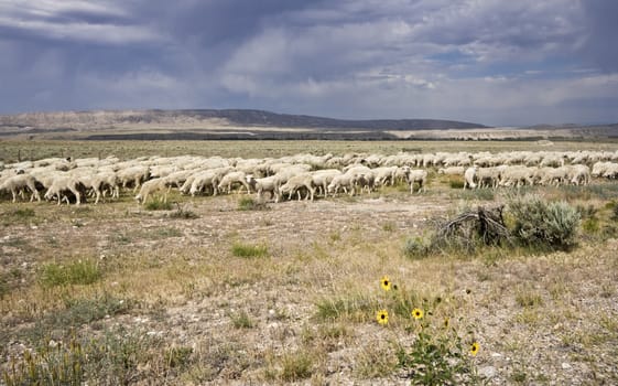 Sheep seen in Wyoming