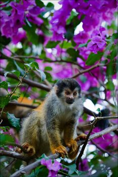 The squirrel monkeys are the New World monkeys of the genus Saimiri. They are the only genus in the subfamily Saimirinae.
