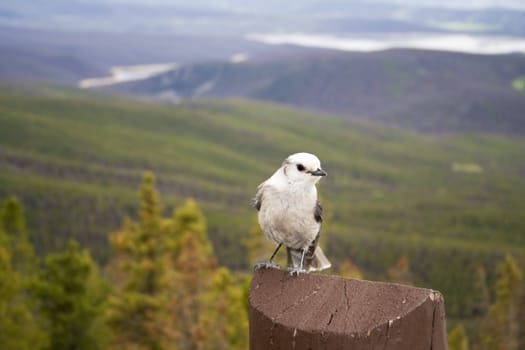 Bird in Rocky Mountains - Colorado.