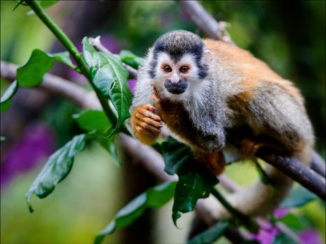 The monkey sits on a branch of a tree and attentively looks, having stretched forward a paw.