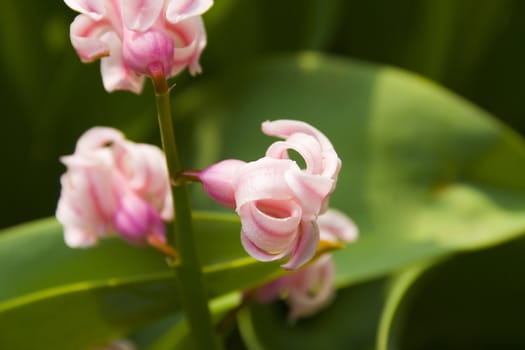 pink hyacinth