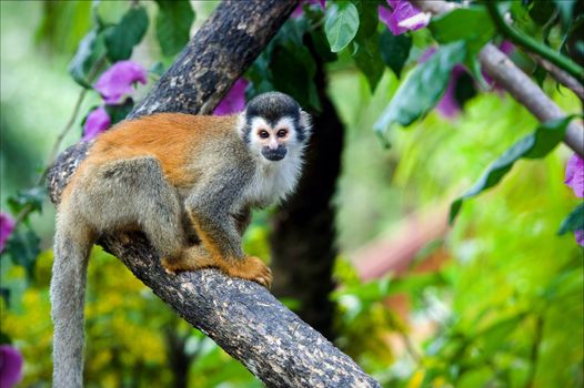 The squirrel monkey. The squirrel monkey saimiri sits on a branch of a tree and poses.