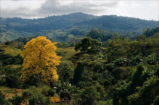 Tree with yellow foliage. A yellow tree on green hillsides in mountains Costa Rica.