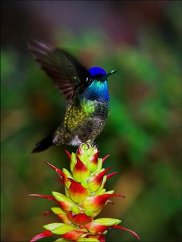 The hummingbird in movement. A bird of the hummingbird, often waving wings, sits down on a red flower.