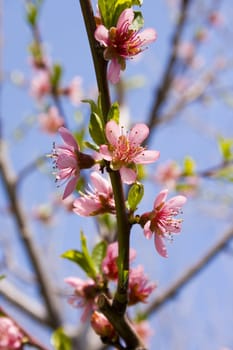 peach blossom