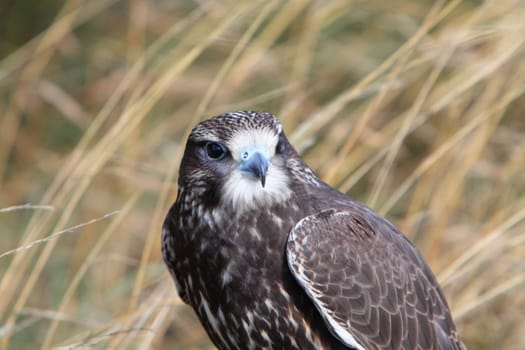 gyr