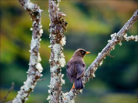 The Sooty Thrush (Turdus nigrescens) is a large thrush endemic to the highlands of Costa Rica and western Panama. It was formerly known as the Sooty Robin.  