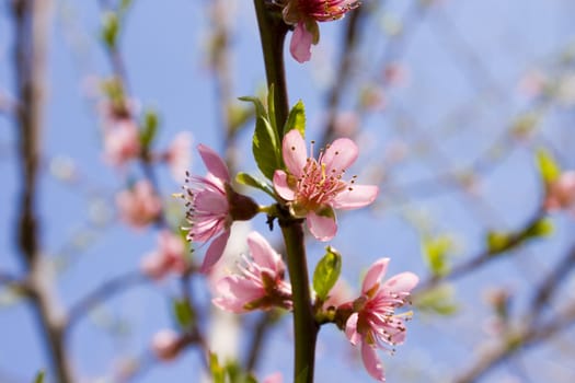 peach blossom