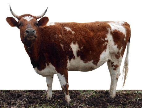 Ayrshire Cow with Horns isolated with clipping path