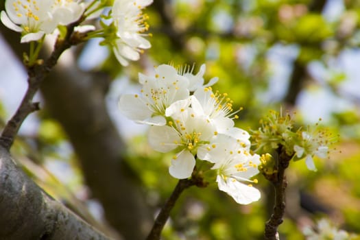 plum blossom