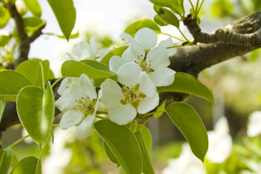 pear blossom