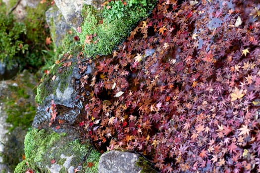 Maple leaves in water in an autumn Japanese park
