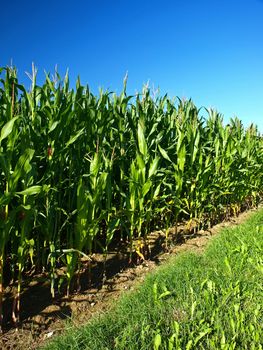 unripe corn