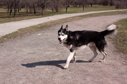 A walking black and white husky in the park
