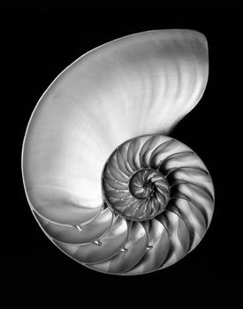 Nautilus sea shell split in half and shot in black and white on a black background