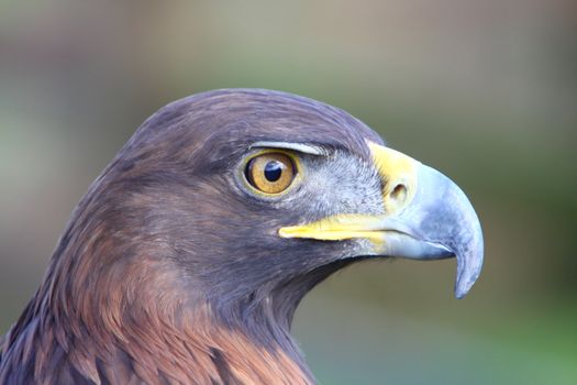 golden eagle