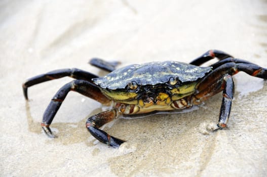 Crab looking into camera while walking through the beach.