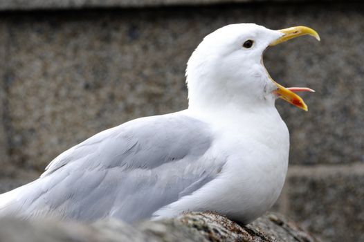 Shot of seagull screaming with beak wide open