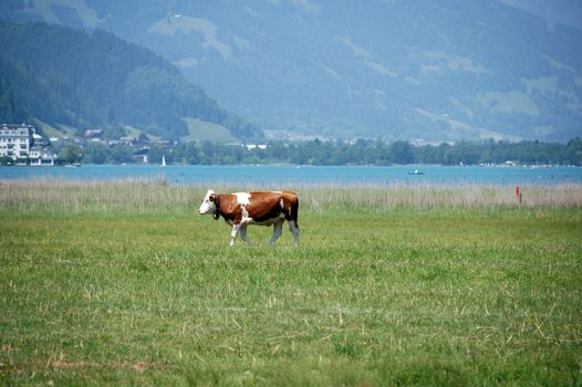 Cow in Zell am See in Austria in front of the lake