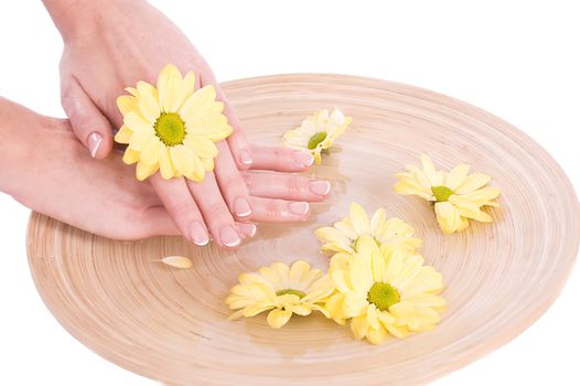 Woman hands and flower in bucket of water isolated