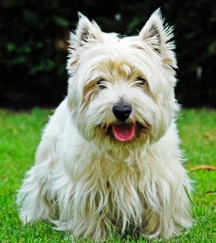 A little dog, a yorkshire, is looking to the camera and showing his pink tongue.