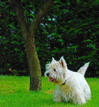 A little dog is wainting for something with interest, he is showing his tongue. in the background we can see a tree, in the nature.