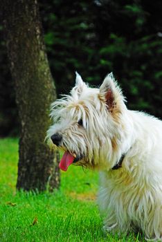 A little dog is wainting for something with interest, he is showing his tongue. in the background we can see a tree, in the nature.