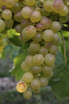 grapes green and plants green