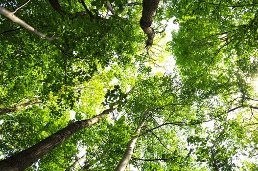 tree in summer forest with green leaves showing nature concept