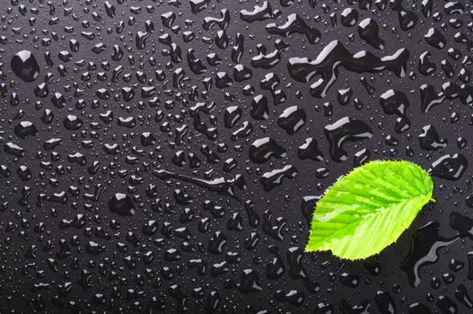 leaf on wet black background with water drops showing summer or rain concept