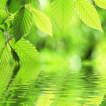 green leave and water surface with copyspace