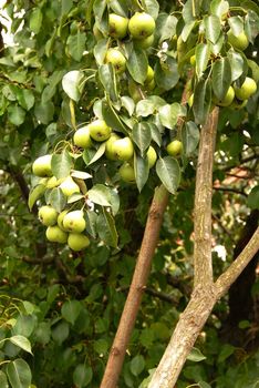 many green pears growing on tree closeup