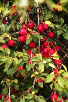 many red plums pears growing on tree closeup