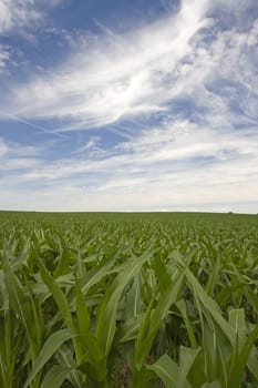 Growing Corn Field - Indiana, USA