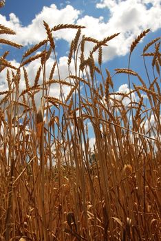 yellow wheat plant on field over scenic blue sky