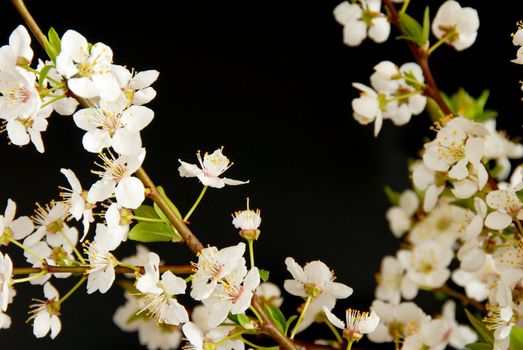 spring blooming white plum flowers over black background