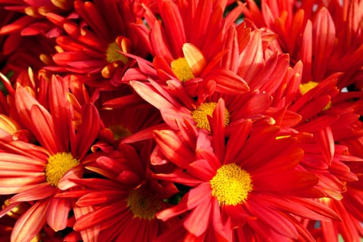 A bunch of red Chrysanthemum flowers with yellow centres close up.