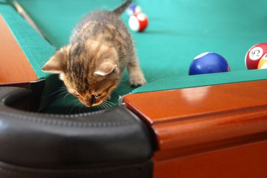 one curious little cat searching a billiards table