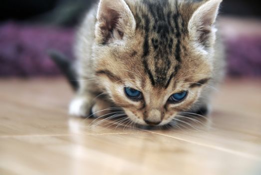 one curious little cat sniffing the floor