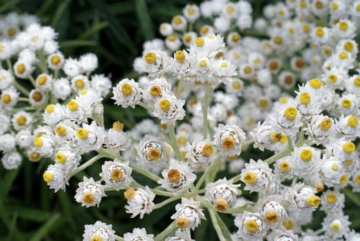 A close up of white Achillea ptarmica flowers, "The Pearl" group. Photographed in Salo, Finland in August 2010.