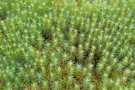  	A close up of Green Common Haircap Moss (Polythricum commune) in forest after heavy rainfall. Can be used as background.