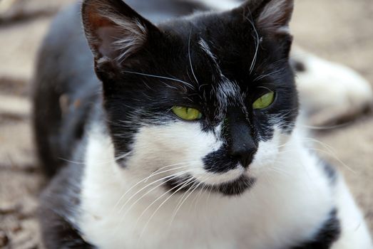 portrait of calm green-eyed black and white cat