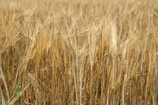  A close up of a ripe, golden barley field in autumn.