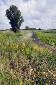 Horicon Marsh landscape, state of Wisconsin.