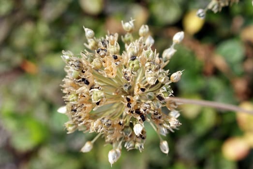 A close up of dark brown or black seeds in seed case in autumn. Selective focus.