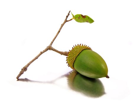 Branch of a Quercus Coccifera (Oak Tree) with one acorn isolated on a silver-white background.